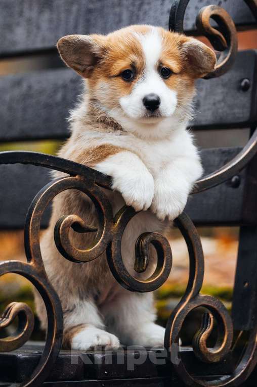 Собаки в Кингисеппе: Красотка Девочка, 70 000 руб. - фото 3