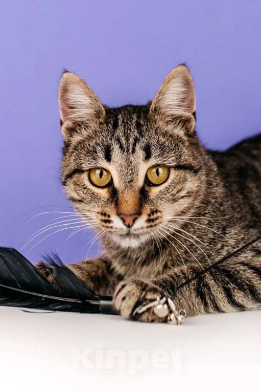 Кошки в Москве: Ручная Супер-кошь Тома Девочка, 1 руб. - фото 9