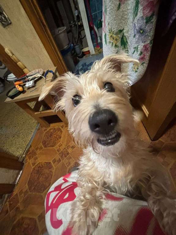 Собаки в Москве: Срочно Активную девочку в добрые руки Девочка, Бесплатно - фото 1