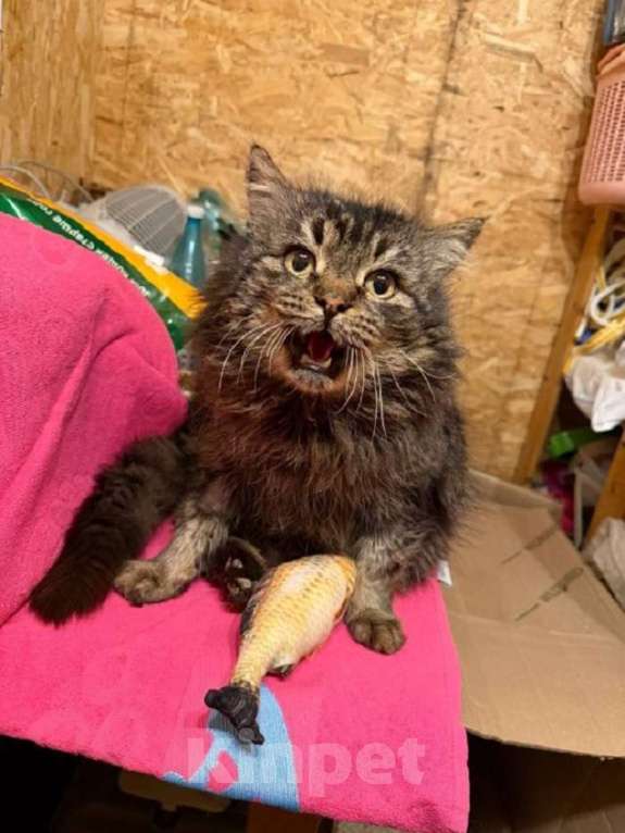 Кошки в Москве: «Ищу человека, с которым можно поболтать за жизнь». На связи Сема. Мальчик, Бесплатно - фото 2