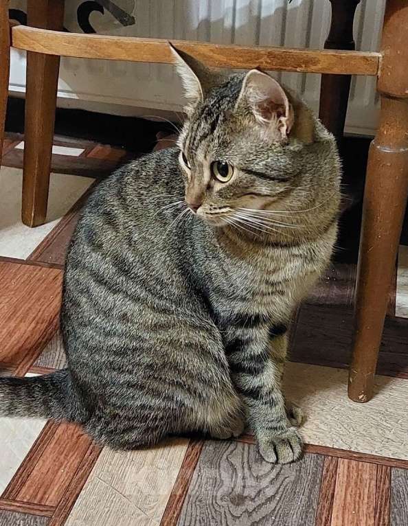 Кошки в Санкт-Петербурге: Красавица Рыся в добрые руки. Девочка, Бесплатно - фото 4