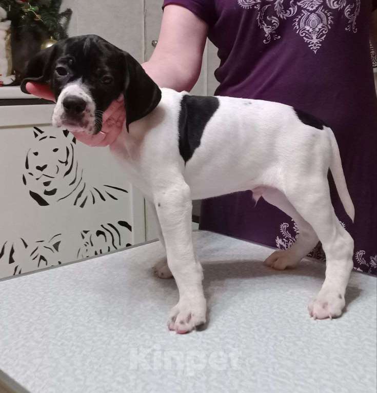 Собаки в Белгороде: Продаю щенков Английского пойнтера Мальчик, 30 000 руб. - фото 5