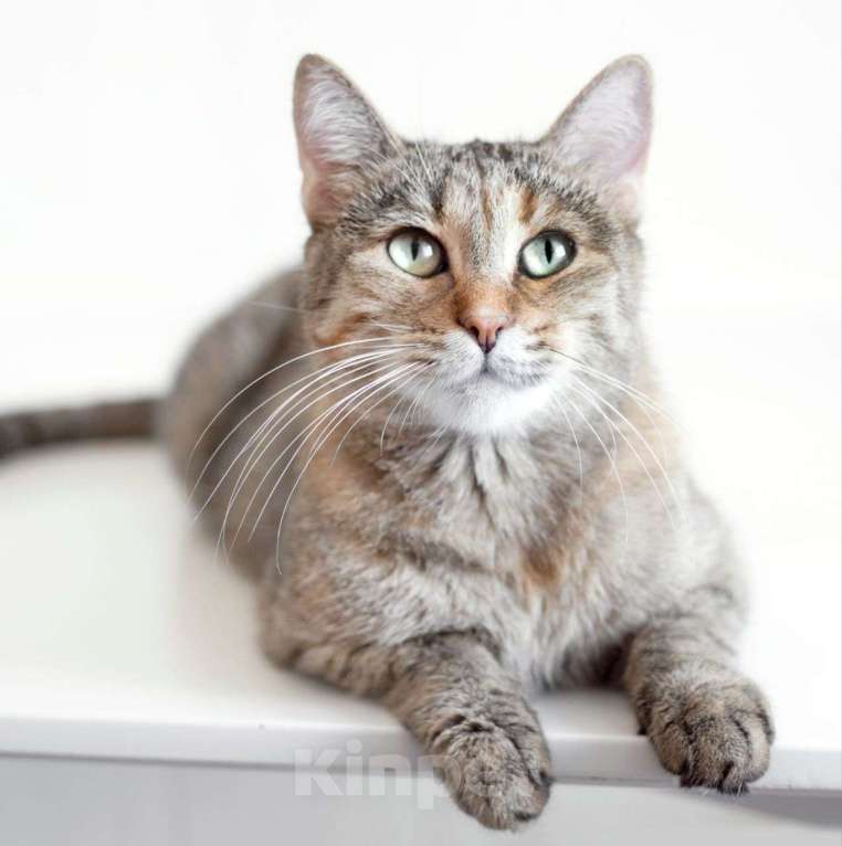 Кошки в Москве: Кошечка Марта мечтает о доме, но никто ее не выбирает 💔 Девочка, Бесплатно - фото 3