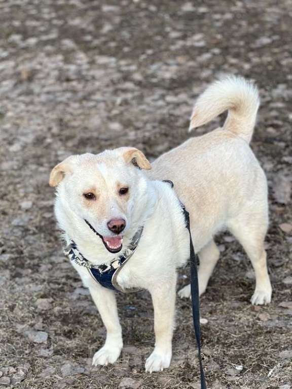 Собаки в Москве: Белый коротколапик Тако в добрые руки Мальчик, 1 руб. - фото 3