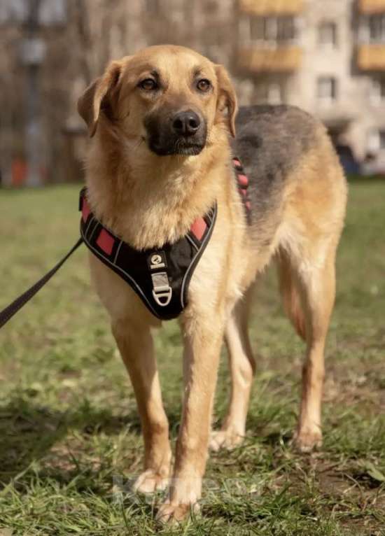 Собаки в Москве: Руфус ищет дом Мальчик, Бесплатно - фото 1