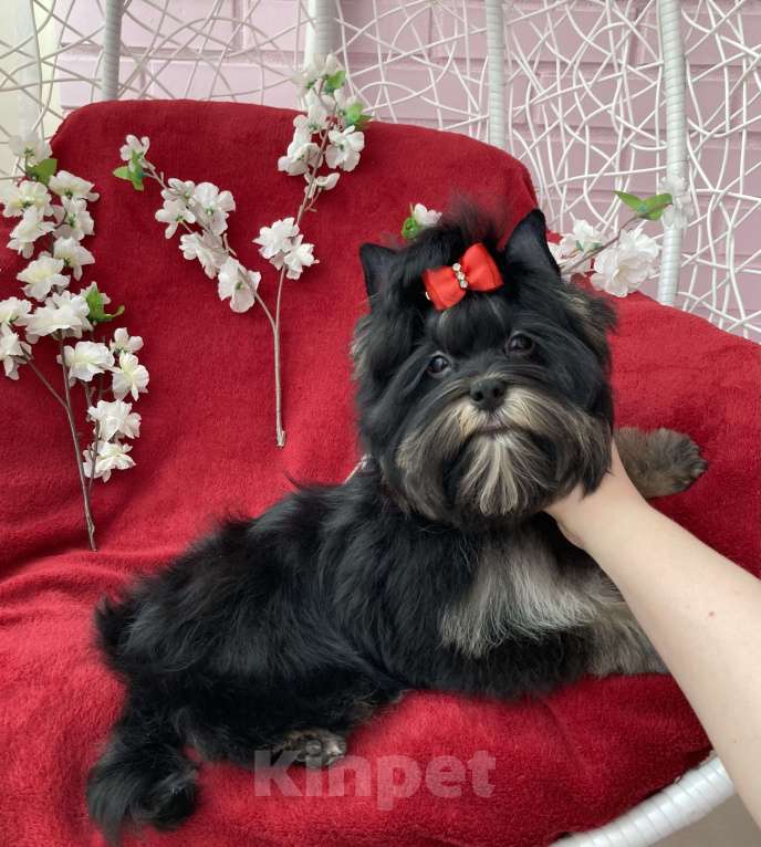 Собаки в Москве: Чёрный йорк подрощенная девочка стандарт Девочка, 90 000 руб. - фото 1