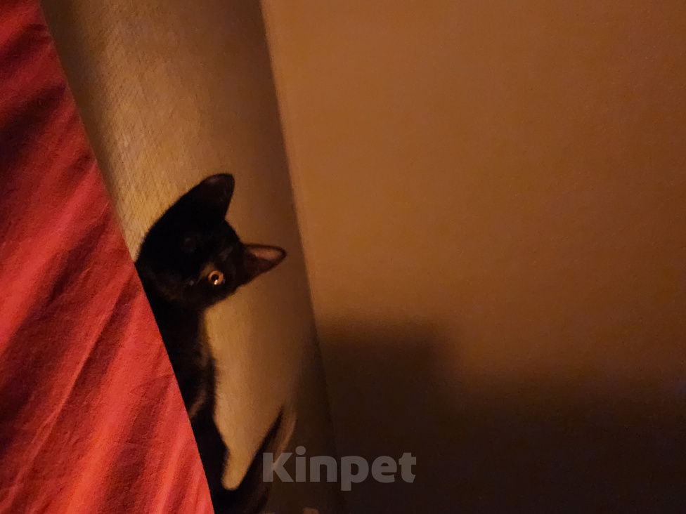 Кошки в Санкт-Петербурге: котенька в добрые руки Девочка, Бесплатно - фото 2