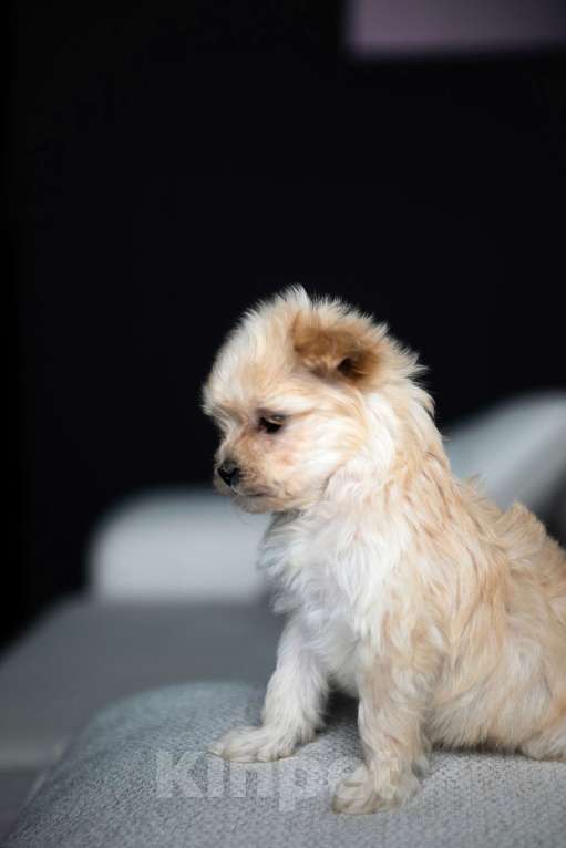 Собаки в Санкт-Петербурге: Мальтипу f1 мини Девочка, 150 000 руб. - фото 2