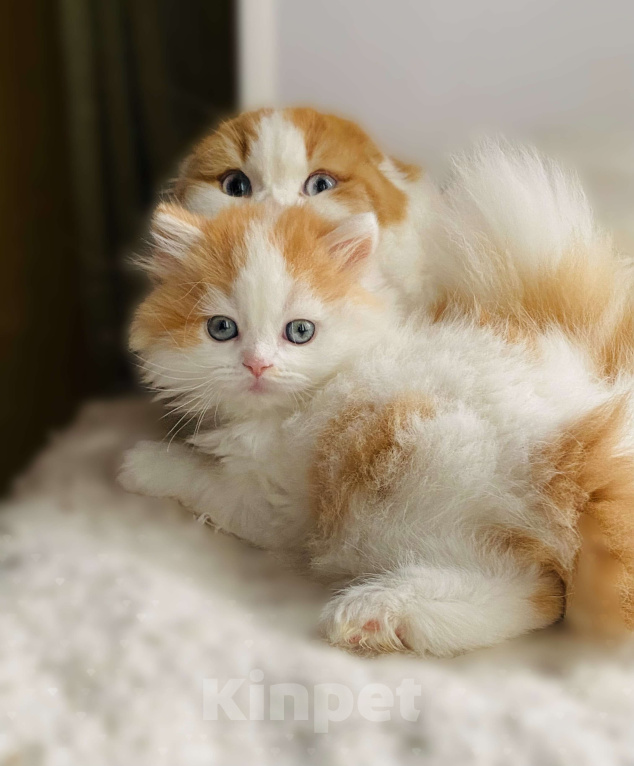 Кошки в Нижнем Новгороде: Котик к новогодним праздникам  Мальчик, 20 000 руб. - фото 1