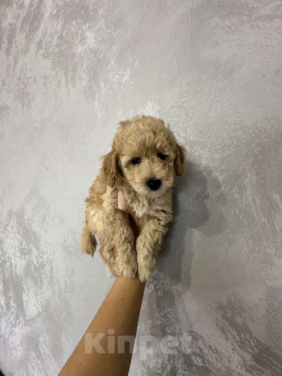 Собаки в Энгельс: мальчик карликового пуделя Мальчик, 40 000 руб. - фото 2