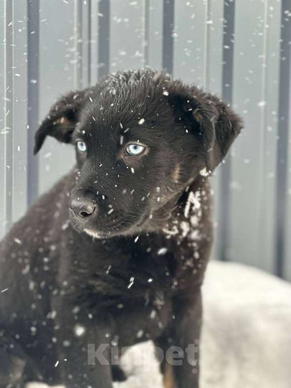 Собаки в Старом Купавне: Славный щенок в добрые руки Девочка, Бесплатно - фото 6
