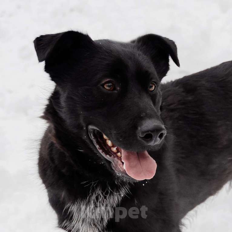 Собаки в Москве: Тагир Мальчик, Бесплатно - фото 2