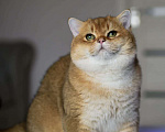 Кошки в Москве: Британский котенок.Красивый мальчик Мальчик, 50 000 руб. - фото 1