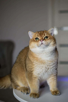 Объявление: Британский котенок.Красивый мальчик, 50 000 руб., Москва