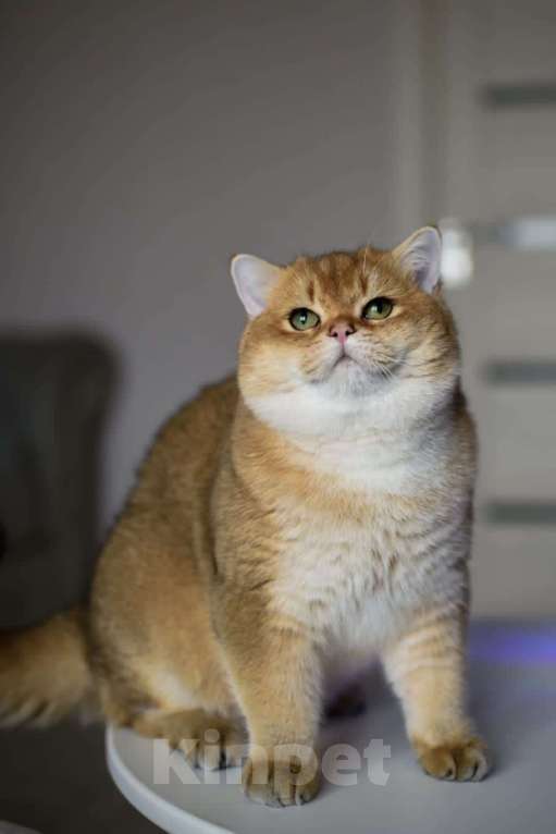 Кошки в Москве: Британский котенок.Красивый мальчик Мальчик, 50 000 руб. - фото 1