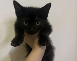 Кошки в Сочи: котенок девочка в добрые руки Девочка, Бесплатно - фото 1