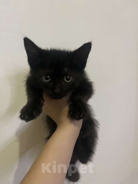 Кошки в Сочи: котенок девочка в добрые руки Девочка, Бесплатно - фото 1