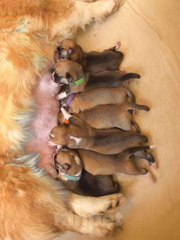 Собаки в Москве: Вельш корги Пемброк на АПРЕЛЬ Девочка, 60 000 руб. - фото 2