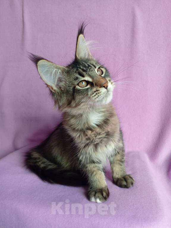 Кошки в Краснодаре: Котёнок мейн-кун, с документами. Девочка, 20 000 руб. - фото 7