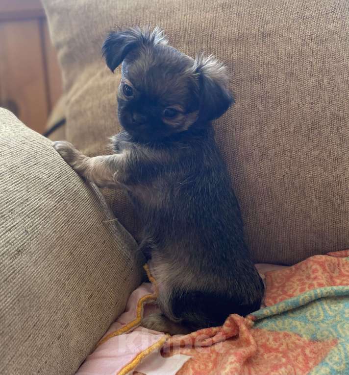 Собаки в Санкт-Петербурге: Великолепный мальчик чишка Мальчик, 25 000 руб. - фото 4