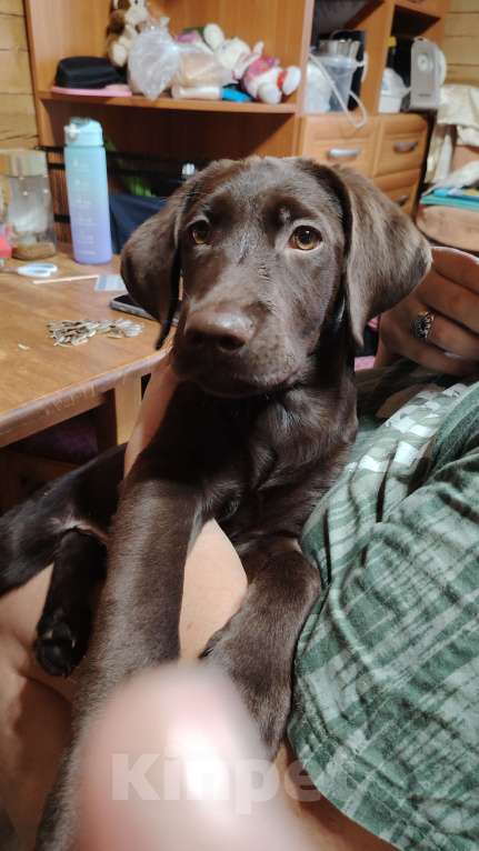 Собаки в других городах Московской области: Щенки шоколадного лабрадора ретривера Девочка, 30 000 руб. - фото 4