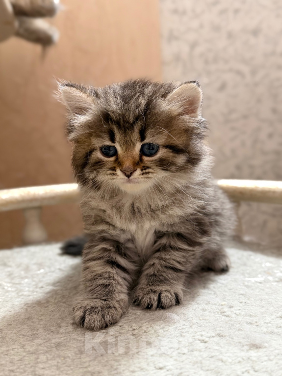 Кошки в Санкт-Петербурге: Сибирский котёнок Девочка, 50 000 руб. - фото 5