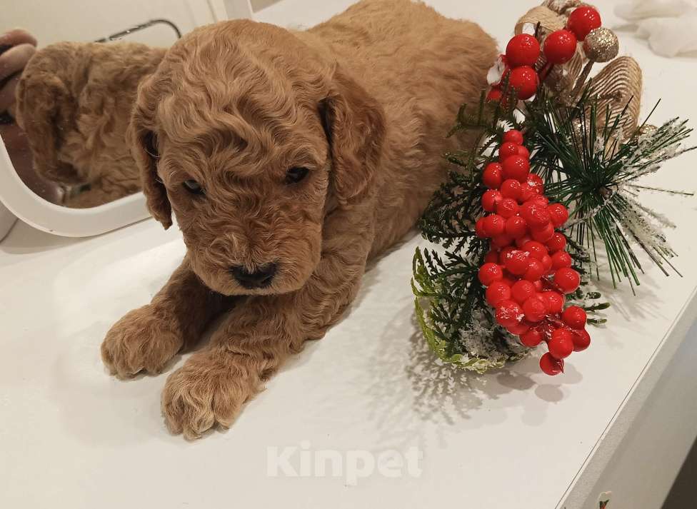 Собаки в Казани: Щенки той пуделя Мальчик, 70 000 руб. - фото 6