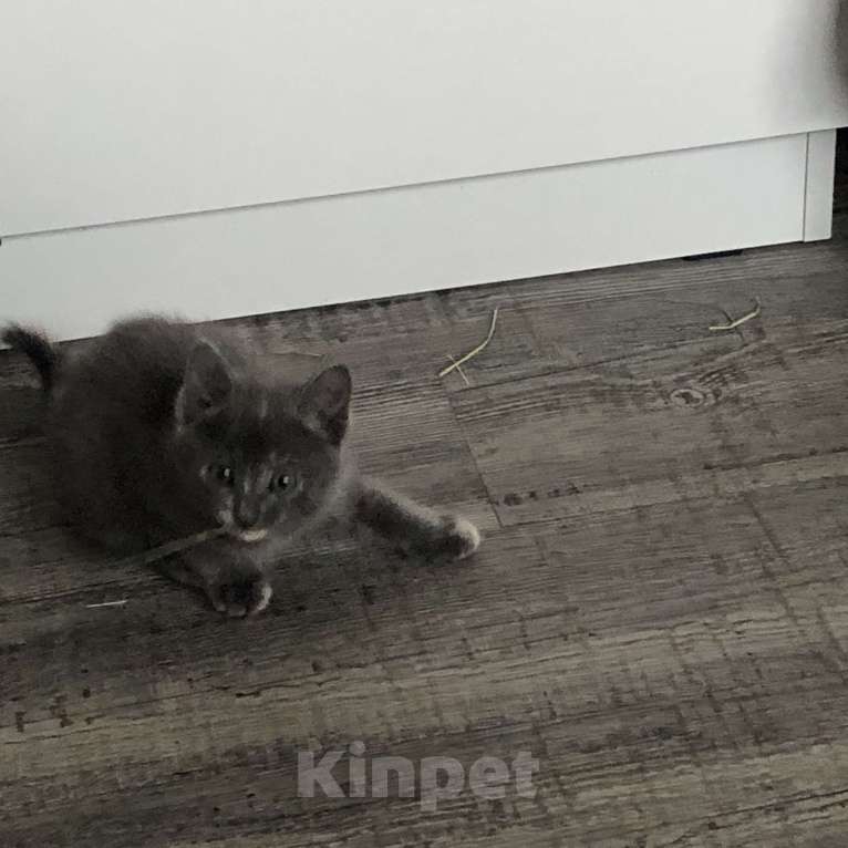 Кошки в Чите: Отдам кошечку в добрые руки.  Девочка, Бесплатно - фото 4