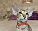 Кошки в Балашихе: Ориентальная кошечка Дорис Девочка, 95 000 руб. - фото 7