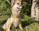 Собаки в Клине: Ариша - красотка на коротких лапах Девочка, Бесплатно - фото 2