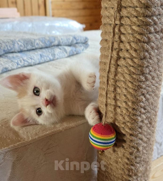 Кошки в Москве: Котенок, 2 мес., слабослышащий, очень ждет своих ЛЮДЕЙ Мальчик, Бесплатно - фото 6