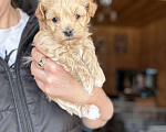 Собаки в Новосибирске: Щенки мальтипу Мальчик, 120 000 руб. - фото 3