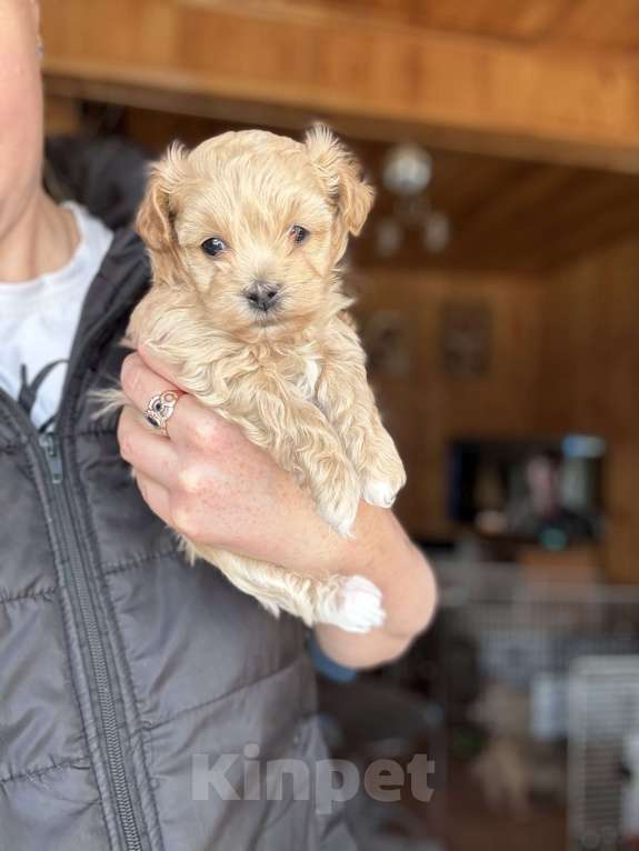 Собаки в Новосибирске: Щенки мальтипу Мальчик, 120 000 руб. - фото 3