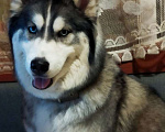 Собаки в Москве: Щенки хаски, мальчик и девочка mix Мальчик, 15 000 руб. - фото 8