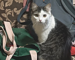 Кошки в Москве: Кошечка Снежинка в добрые руки Девочка, Бесплатно - фото 1