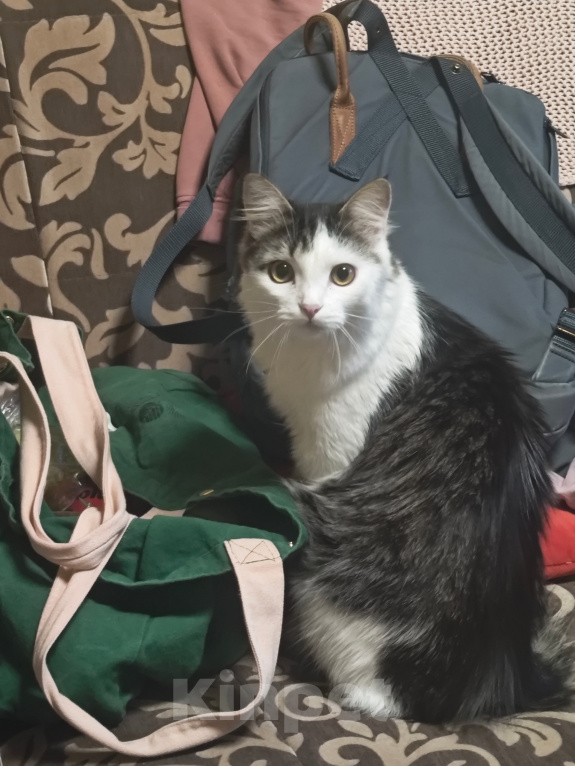 Кошки в Москве: Кошечка Снежинка в добрые руки Девочка, Бесплатно - фото 1