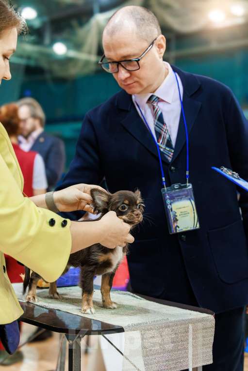 Собаки в Перми: Мальчик Мальчик, 50 000 руб. - фото 3
