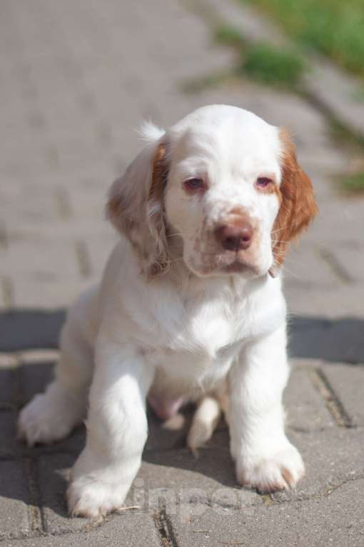 Собаки в Владимире: Раннее бронирование щенков Девочка, Бесплатно - фото 2