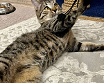 Кошки в Москве: Чудесный котенок Матроскин ищет дом Мальчик, 1 руб. - фото 4