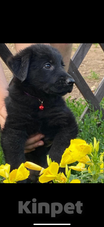 Собаки в других городах Московской области: Щенки немецкой овчарки Девочка, 30 000 руб. - фото 2