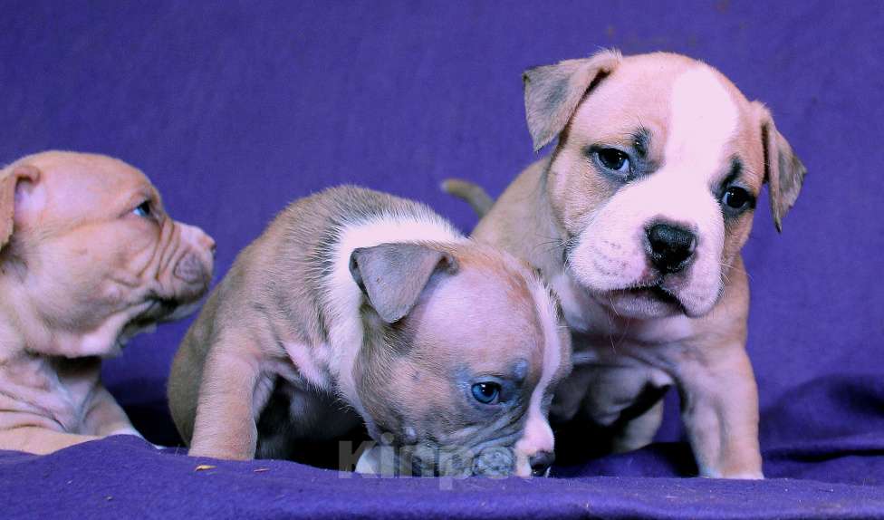 Собаки в Череповце: Растут малыши Разнополые, 80 000 руб. - фото 5