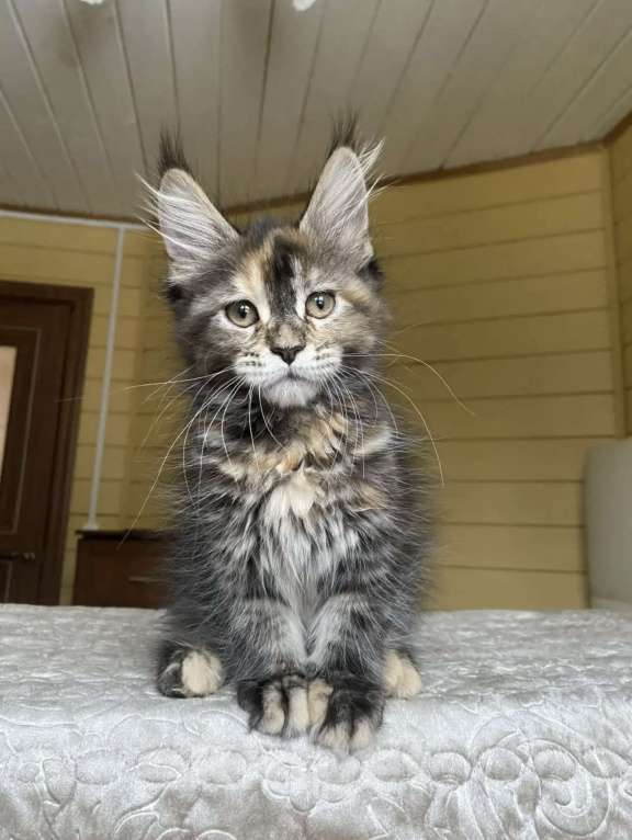Кошки в других городах Московской области: Мейн-кун девчушка ласкушка💕 Девочка, 50 000 руб. - фото 4