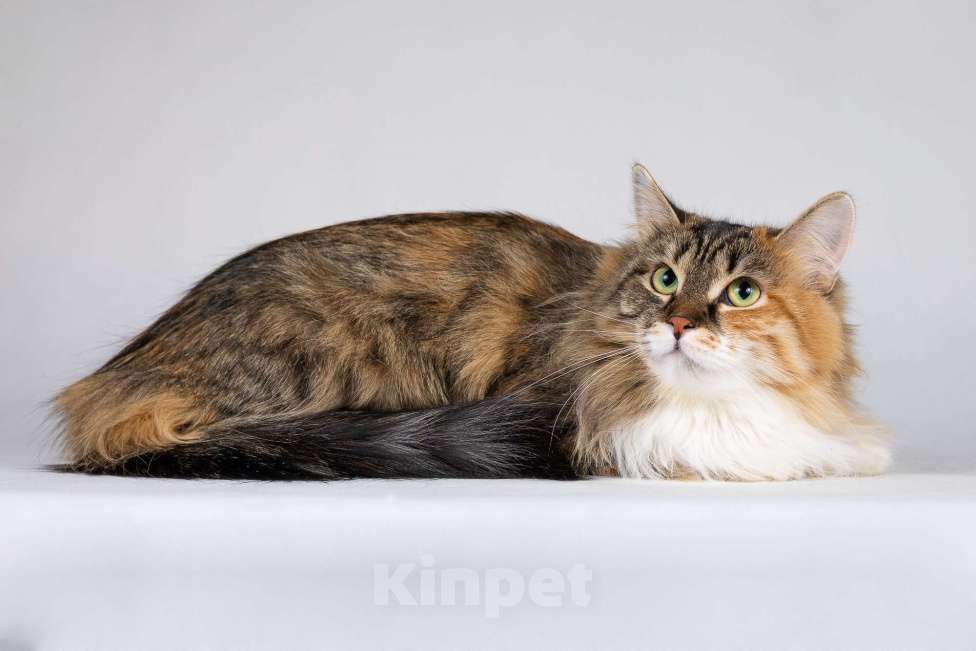 Кошки в Москве: Сибирячка Сандра в добрые руки Девочка, 1 руб. - фото 4