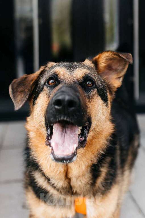 Собаки в Москве: Энерджайзер Фью в поиске любящей семьи ⚡️⚡️ Мальчик, Бесплатно - фото 6