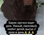Собаки в других городах Московской области: Отдам в добрые и ответственные руки доброго и игривого друга Мальчик, Бесплатно - фото 1
