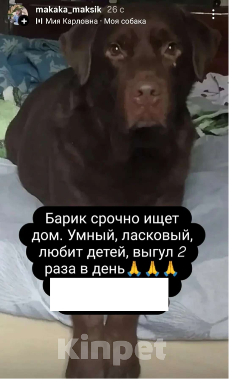 Собаки в других городах Московской области: Отдам в добрые и ответственные руки доброго и игривого друга Мальчик, Бесплатно - фото 1
