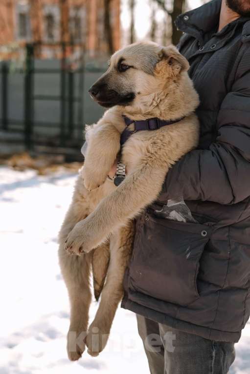 Собаки в Санкт-Петербурге: Мишель из приюта в добрые руки Девочка, Бесплатно - фото 2