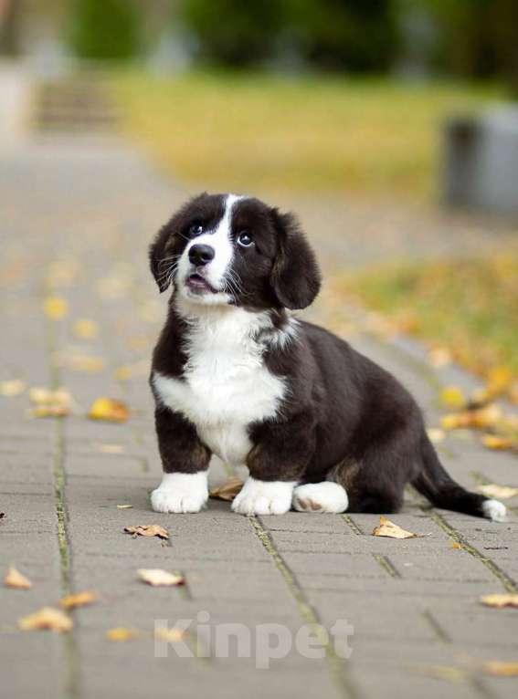 Собаки в Санкт-Петербурге: Великолепный щенок вельш-корги кардиган Мальчик, 45 000 руб. - фото 2