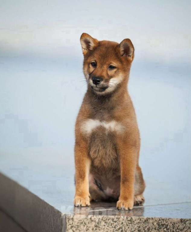Собаки в Москве: Сиба ину девочка окрас сезам Девочка, 90 000 руб. - фото 2