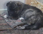 Собаки в Новосибирске: Отдам щенка Девочка, 500 руб. - фото 3